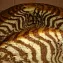 Шоколадная зебра