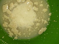 Фото шага рецепта №1