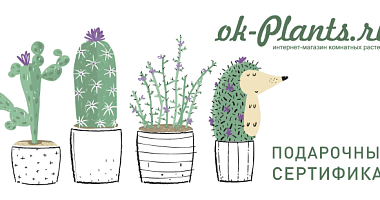 Ok-Plants